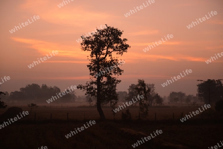 Die Landwirtschaft mit Reisfeldern im Winter bei Amnat Charoen im Isan im osten von Thailand,