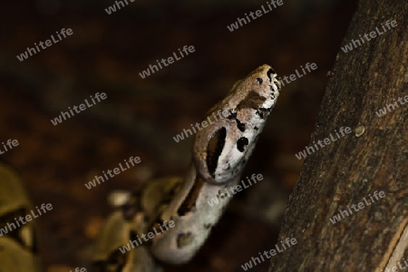 Boa constrictor