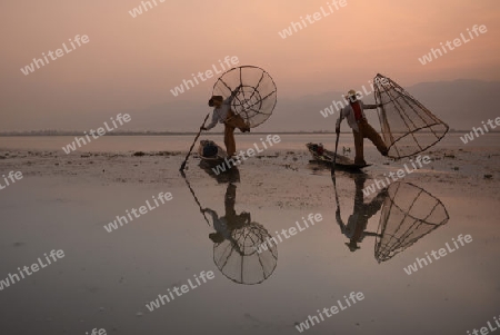 Fishermen at sunrise in the Landscape on the Inle Lake in the Shan State in the east of Myanmar in Southeastasia.