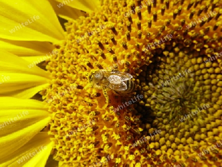 Sonnenblumenhonig