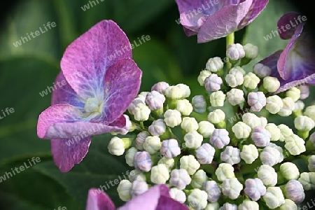 Hortensie