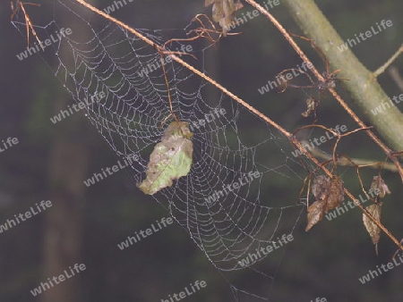 Spinnennetz mit Blatt