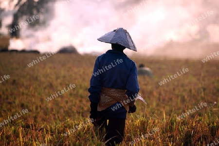 Asien, Suedost, Indonesien, Bali, Insel, Zentral Bali, bei Tegalalang, Reisfeld, Arbeit, Work, Wirtschaft, Landwirtschaft, Alltag,    (Urs Flueeler) 