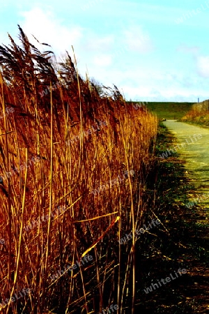 Gras im Wind