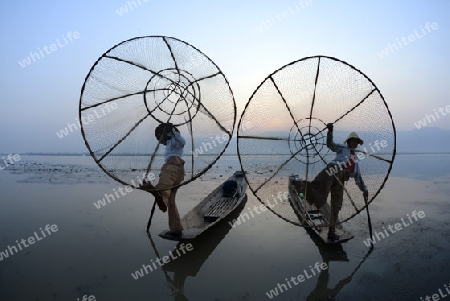 Fishermen at sunrise in the Landscape on the Inle Lake in the Shan State in the east of Myanmar in Southeastasia.