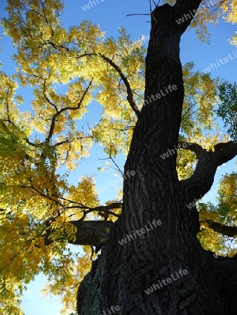 Baum im Herbst