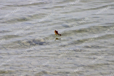 Tanzendes Blatt im See