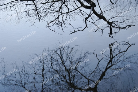 tree reflection in the water