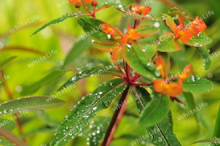 Euphorbia Wolfsmilch