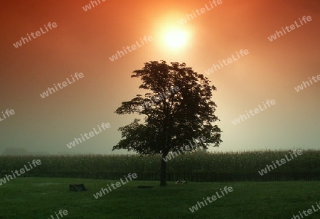 Sun tree