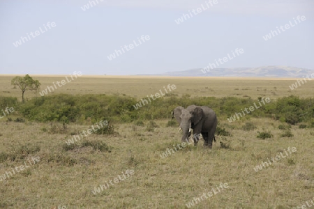 Afrikanischer Elefant (Loxodonta africana), halbwuechsiges Maennchen in der Landschaft der  Masai Mara, Kenia, Afrika