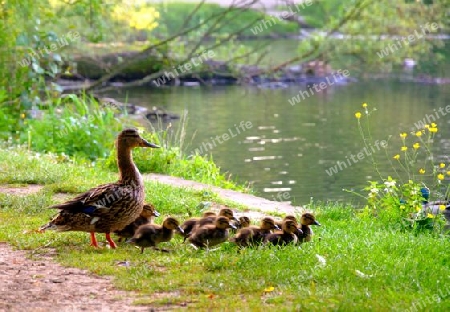 Entenfamilie Ausflug