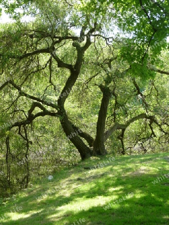 Baum auf H?gel