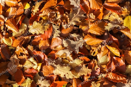 Colorful autumn leaves for backgrounds or textures