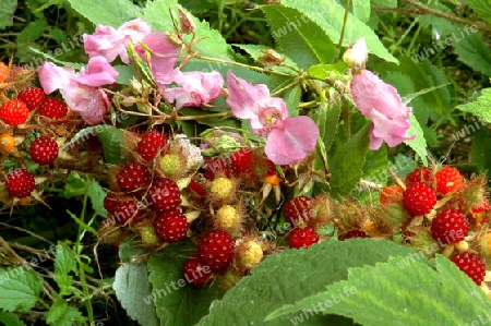 Himbeeren