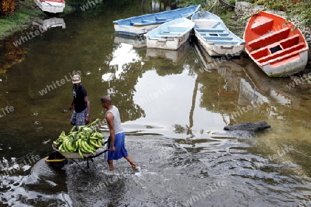 Amerika, Suedamerika, Venezuela, Karibik, Choroni Ein Bauer mit gruenen Bananen ueberquert den Dorfkanal in Choroni im Nationalpark Henri Pittier im zentralen norden von Venezuela.   