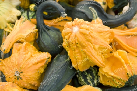 full frame background with lots of various curcurbits