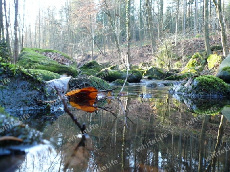 Flu?, Wald, Felsen