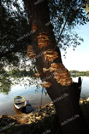 Fischewrboot in den Rheinauen