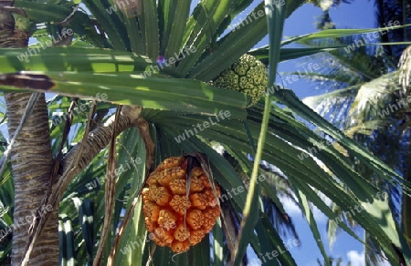 
Eine Palmen Frucht auf einer der Inseln der Malediven im Indischen Ozean.