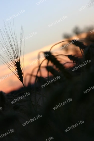 Kornfeld w?hrend Sonnenuntergang