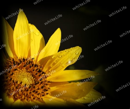 Sonnenblume