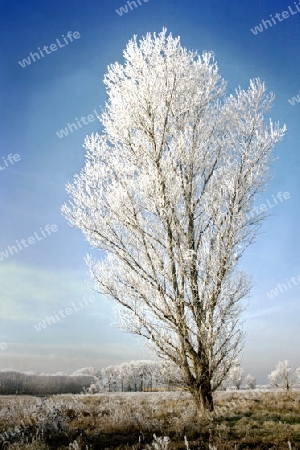 Winterbaum