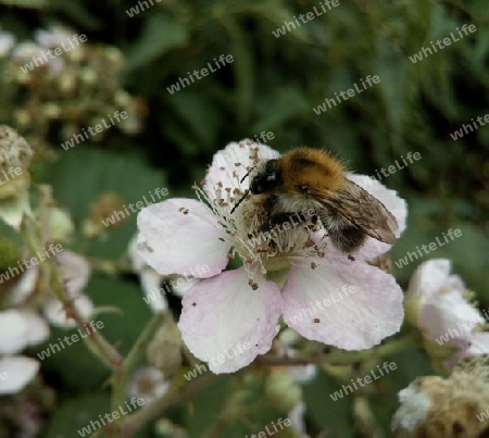 Brombeerblüte VII und Ackerhummel