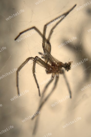 Tote Spinne