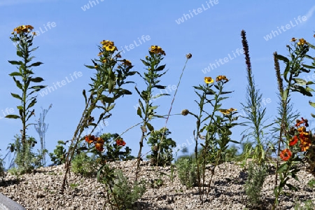 Sommerblumen