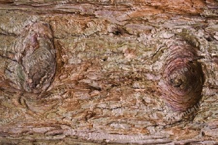 full frame abstract redwood bark detail