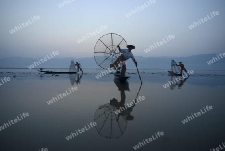 Fishermen at sunrise in the Landscape on the Inle Lake in the Shan State in the east of Myanmar in Southeastasia.