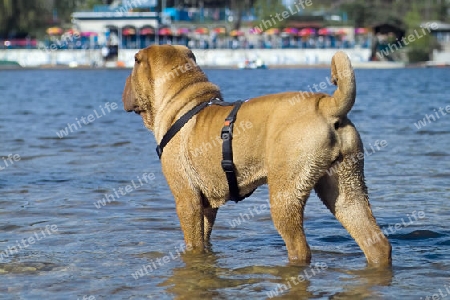 Shar-pei