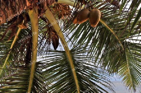 Beautiful palm trees at the beach on the tropical paradise islands Seychelles