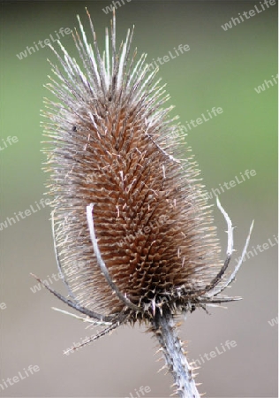 Distel