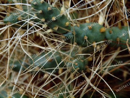 undurchdringlicher Stachelwald