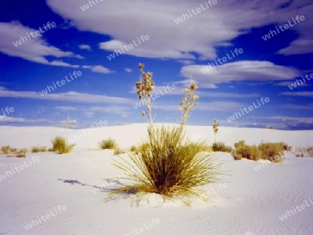 Yucca in White Sands National Monument