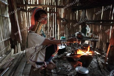 Eine Traditionell gekleidete Langhals Frau eines Paudang Stammes aus Burma lebt in einem Dorf noerdlich von Chiang Mai in Nord Thailand.