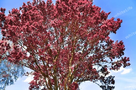 Beautiful pink and purple infrared panorama of a countryside landscape with a blue sky.