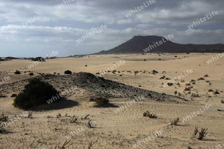 the Sanddunes of Corralejo in the north of the Island Fuerteventura on the Canary island of Spain in the Atlantic Ocean.