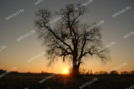 Baum mit Abendsonne