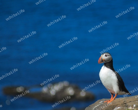 Puffin