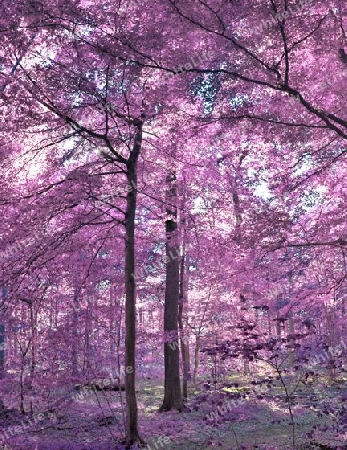 Beautiful pink and purple infrared panorama of a countryside landscape with a blue sky.