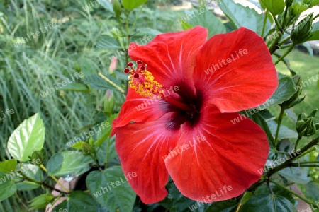 Hibiscus