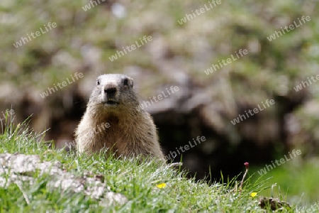 Alpenmurmeltier, Murmeltier, Marmota marmota