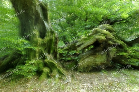 ca. 800 Jahre alte Buche, Fagus, Doppelbelichtung,  Urwald Sababurg, Hessen, Deutschland