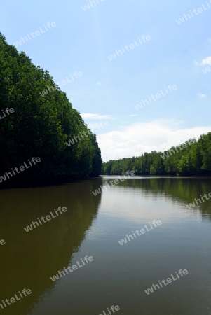 The mangroves at a lagoon near the City of Krabi on the Andaman Sea in the south of Thailand. 