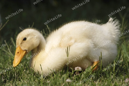 Duckling