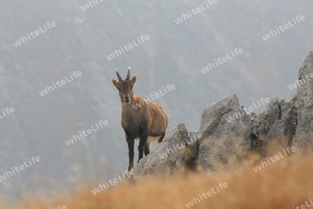 Junger Steinbock