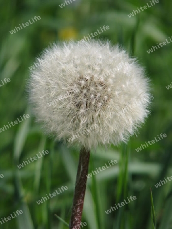 Pusteblume